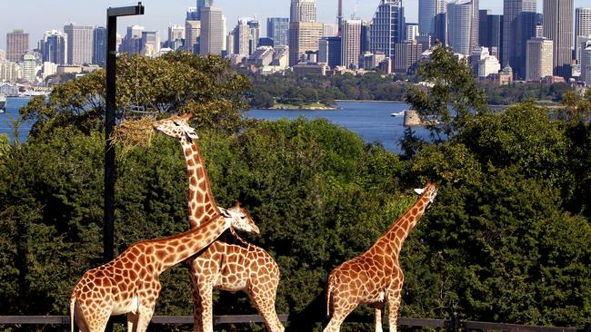 Zoo-m with a view.... Taronga Zoo.