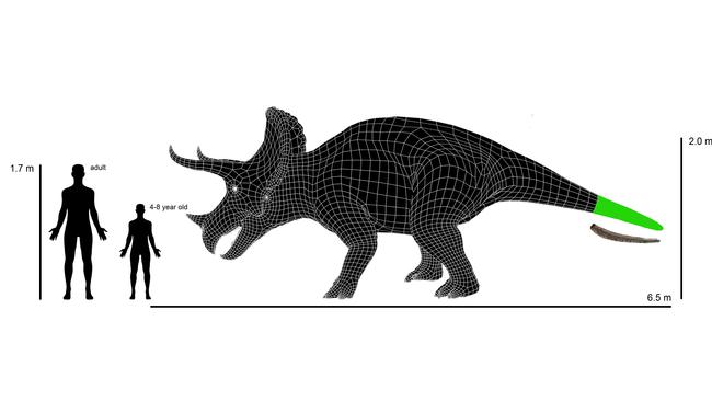 Melbourne’s triceratops is seven metres long from tip to tail, stands at more than 2m tall, and weighs a tonne. Picture: Supplied