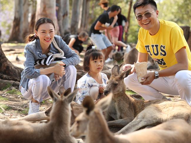 31/10/2018 : Chinese tourists Shang Yao with his wife Ma Shuo and their young daughter Shang You Ya enjoy feeding the kangaroos at the Lone Pine Koala park, Fig Tree Pocket, Brisbane. There has been a call for a greater push on getting more Chinese tourists. Lyndon Mechielsen/The Australian