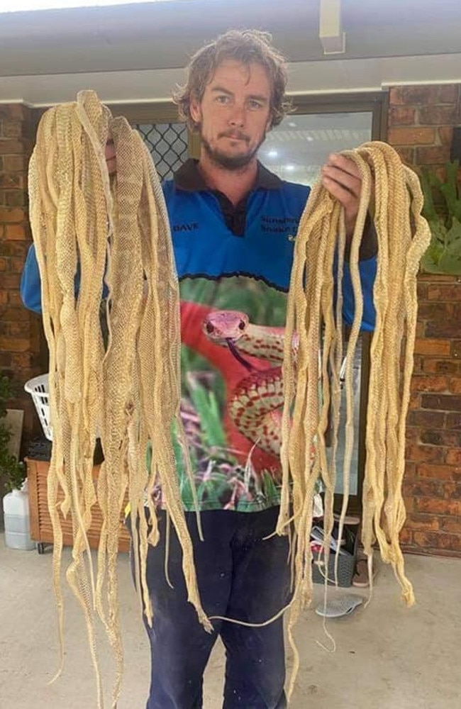 The snake skins in the roof. Picture: Sunshine Coast Snake Catchers