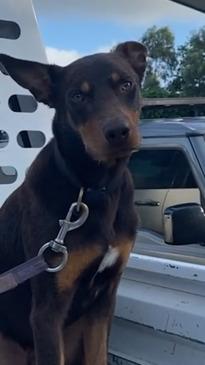 Guilty dog eats entire chook behind owner's back