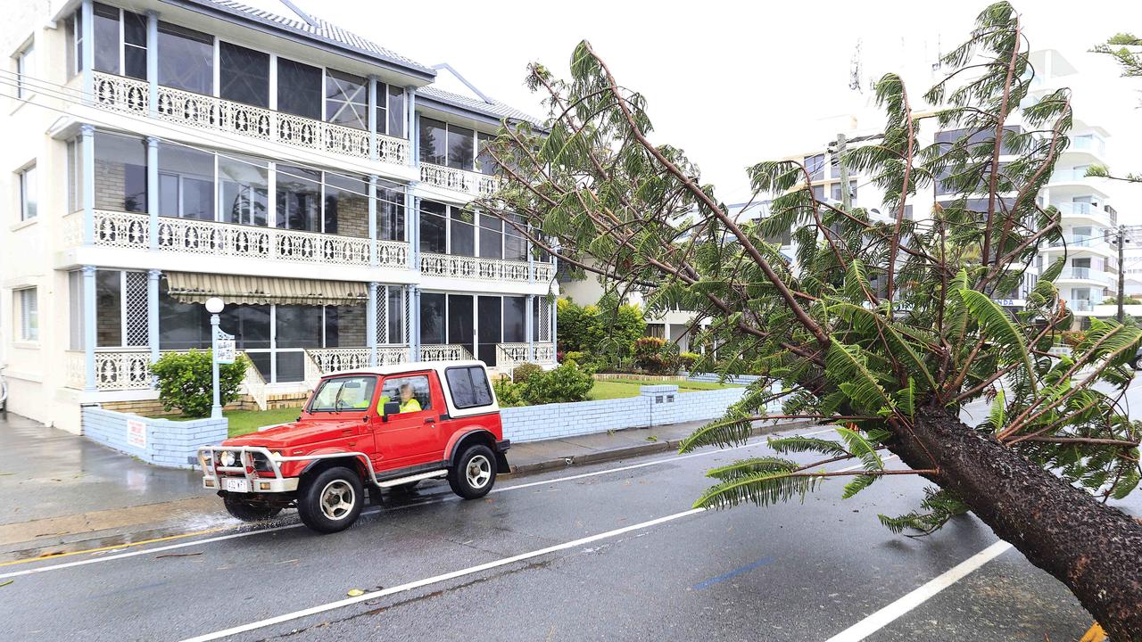 Motorists driving under a fall tree at Labrador. Picture Adam Head.