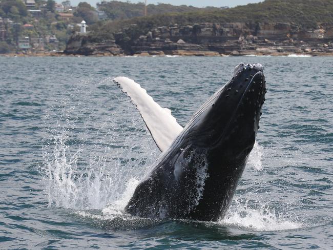 The calf jumped out of the water several times. Picture: <a href="http://www.whalewatchingsydney.com.au" target="_blank">whalewatchingsydney.com.au</a>