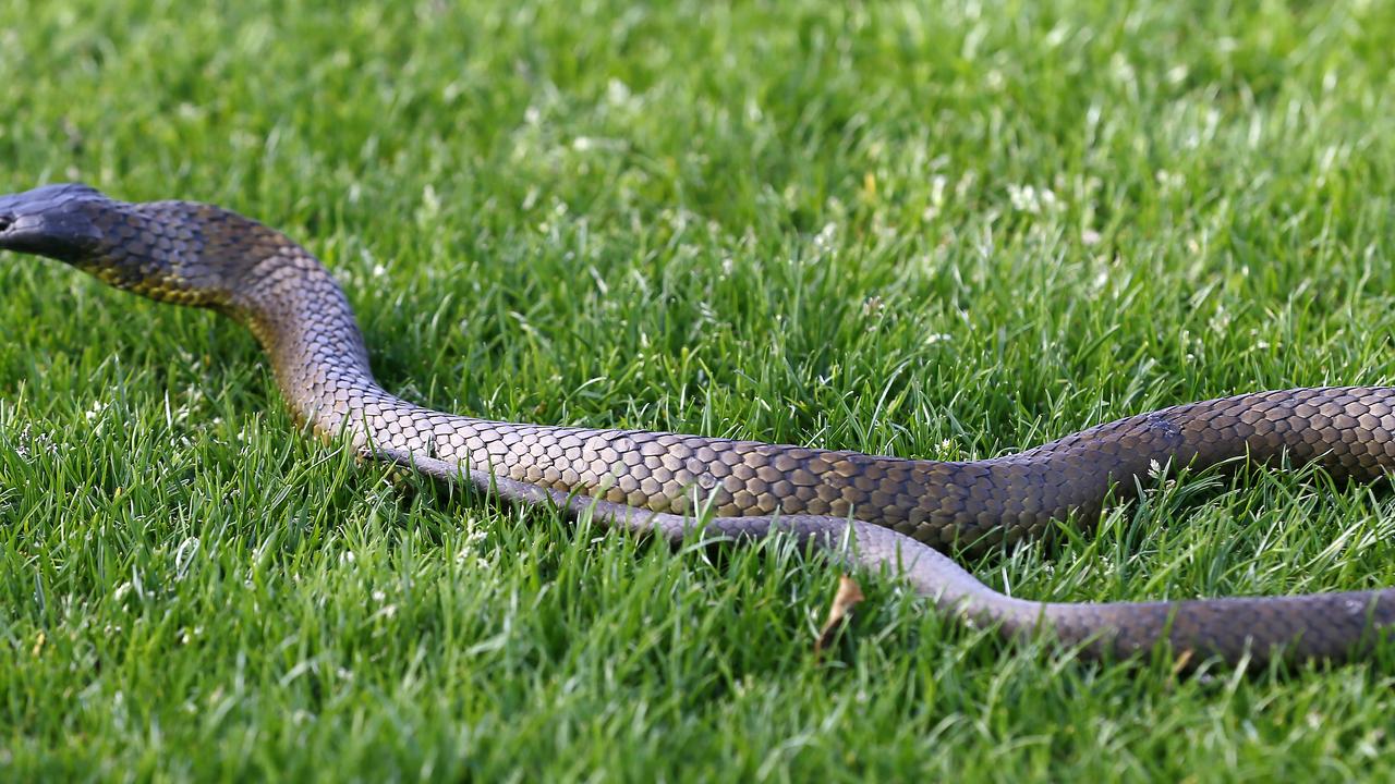 Tiger snake spotted in Donvale couple’s garage | Herald Sun