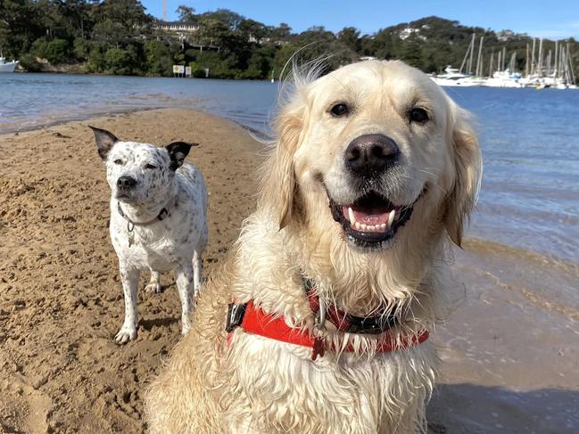 Pooches can still enjoy a swim if the water is not stagnant or slow-moving. Picture: Adventure Dogs