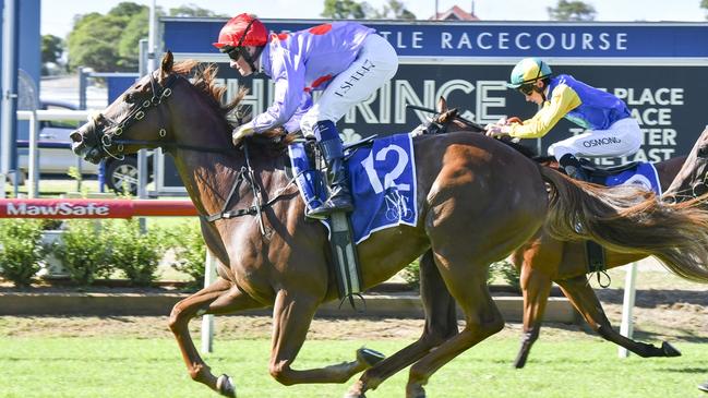 Impulsivity is striving for a third win in four starts this campaign at Gosford on Thursday. Picture: Bradley Photos