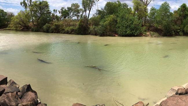 Crocodiles gather near the edge of Cahills Crossing. PICTURE: Supplied