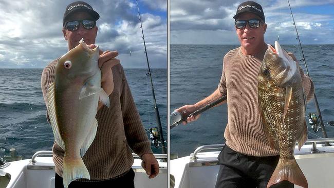 Venus tusk fish and grass sweetlip from a recent Trekka 2 charter to Sunshine Reef. Picture fishingnoosa.com.au