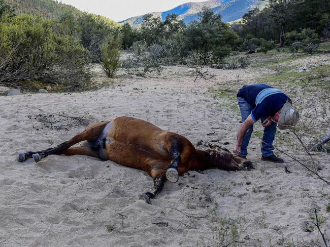 Henry Filtness inspects a dead brumby stallion shot in the Kosciuszko National Park. Picture: Paul McIver