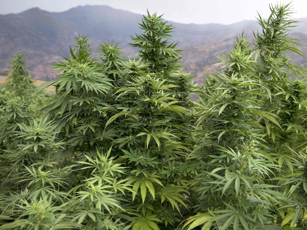 Cannabis plants being grown in Morocco. Picture: Fadel Senna/ AFP