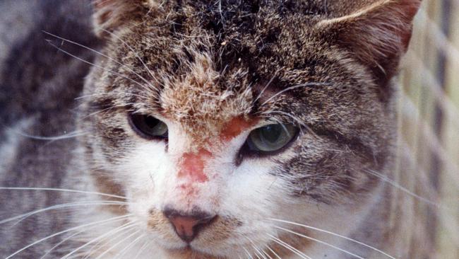 A wild cat trapped in a cage at Belair National Park by the Adelaide University.