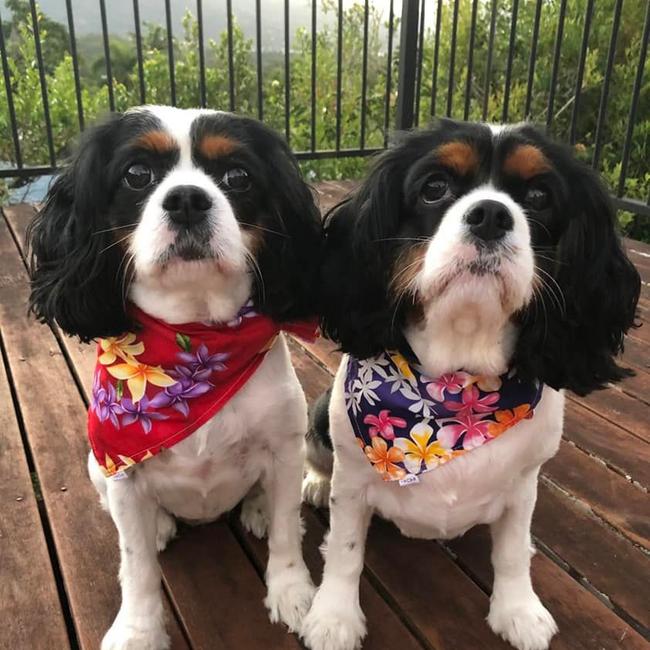 Lucy & Mily, Cairns Post Cutest Dog nominee march 2022