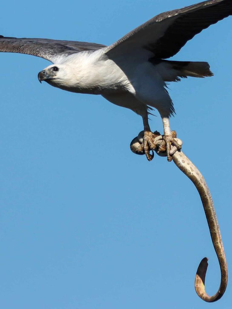 That’s dinner sorted. Picture: Glen Vidler