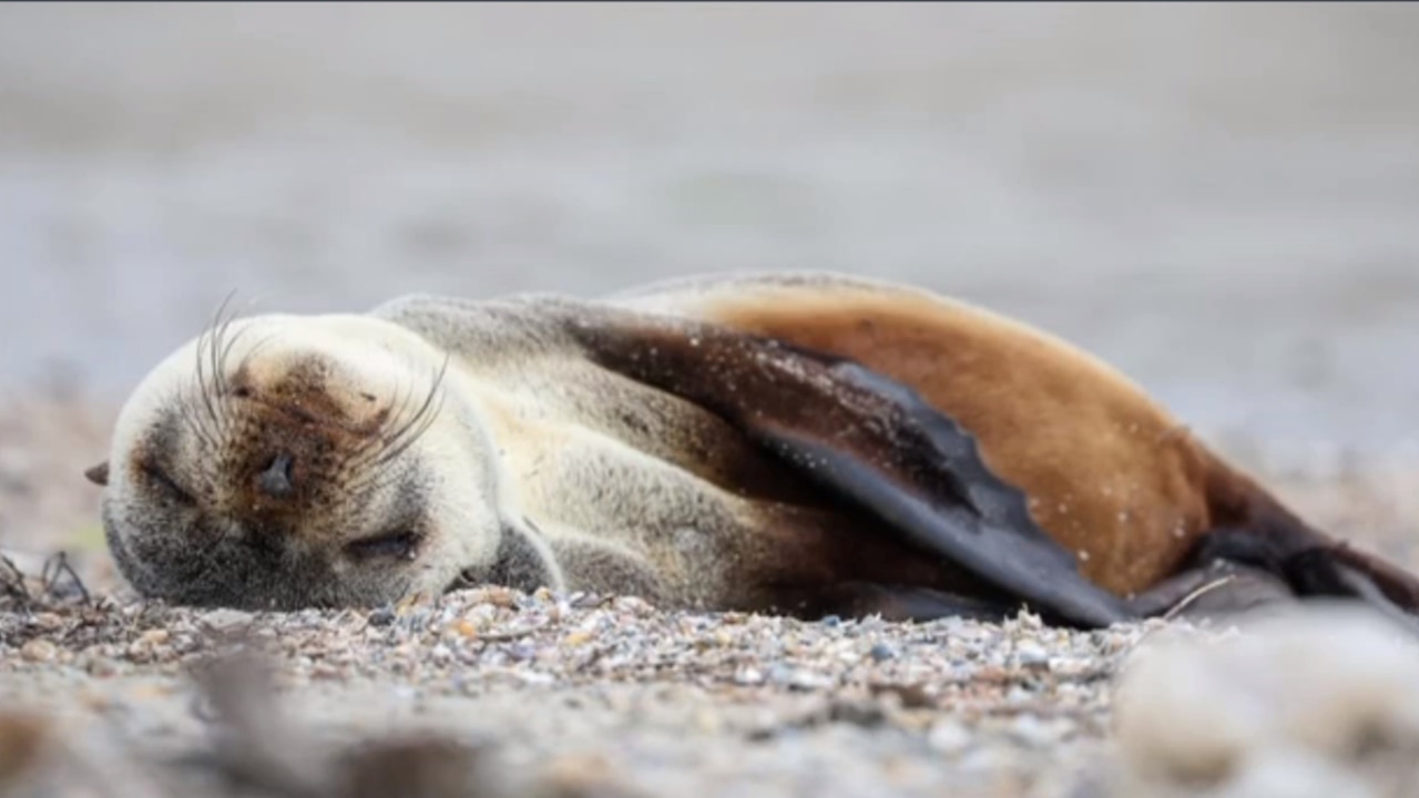 Adorable baby seal naps on Melbourne beach