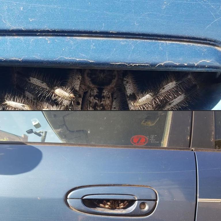 Terrified woman finds a huge spider lurking in her car door handle