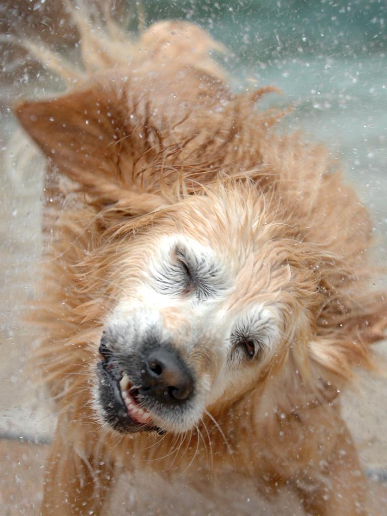 Golden Retrievers are the fourth most popular dog breed in 2022.