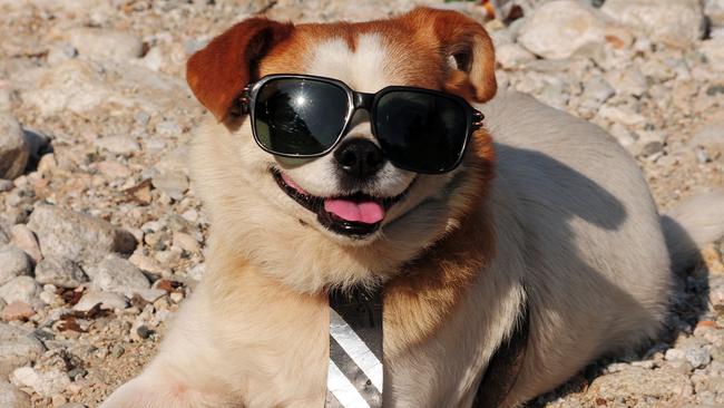 A dog turned into a cool customer after sniffing out a stash. Not the actual dog. Picture: BBBar/Alamy Stock Photo