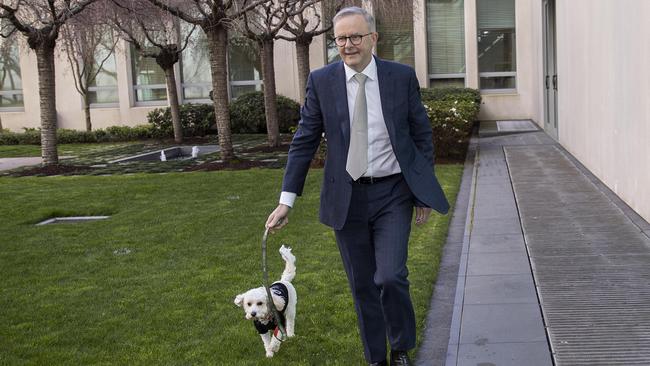 Prime Minister Anthony Albanese took his dog “Toto" for a quick stroll at Parliament House in Canberra on Wednesday. Picture: NCA NewsWire.