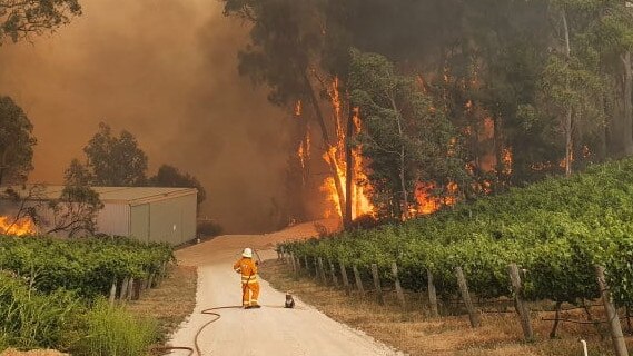 CFS volunteer and koala watch on as the Cudlee Creek fire front approaches Beal &amp; Co winery in the Adelaide Hills. Photo: @sa_countryfireservice