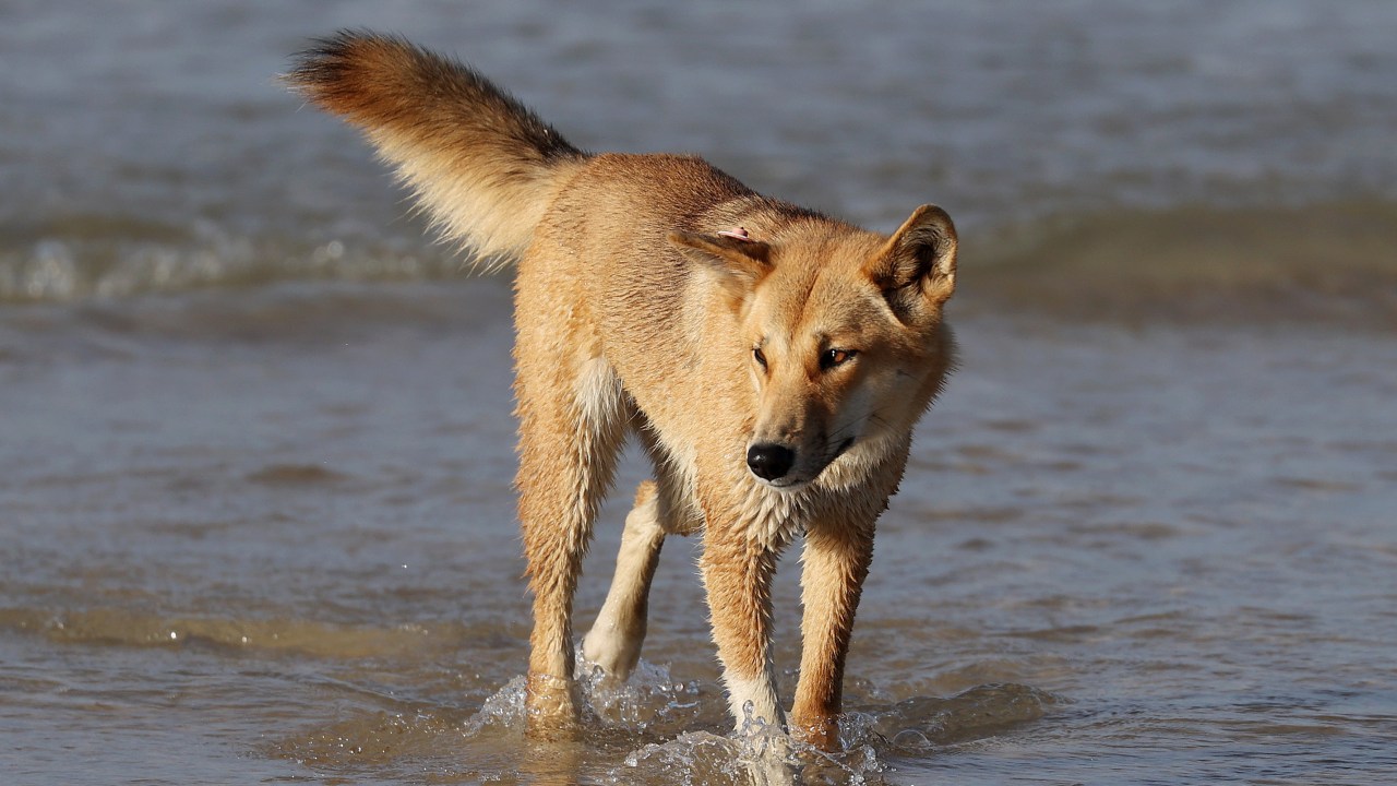 Dingo 'humanely destroyed' after attacks on two children in