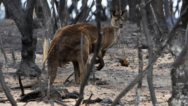 Thousands of animals have either been killed or lost their habitat in the Kangaroo Island Fires. A lone Kangaroo on Playford Highway. Picture: AAP/Emma Brasier