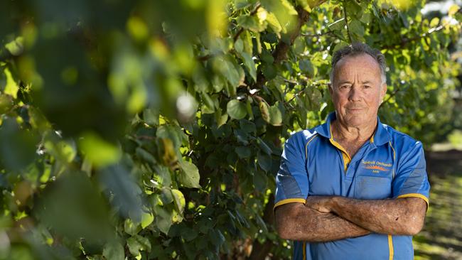 Lake Boga stone fruit grower Ian McAlister has been meeting with his accountants to close down his second-generation fruit growing business. Picture: Zoe Phillips