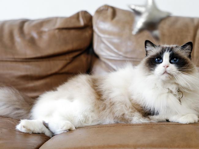 Ragdoll cat Penny Lane needed four surgeries to save her leg. Picture: Sam Ruttyn