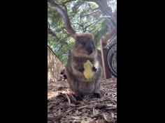 Adorable wild quokka tucks into a leaf in WA