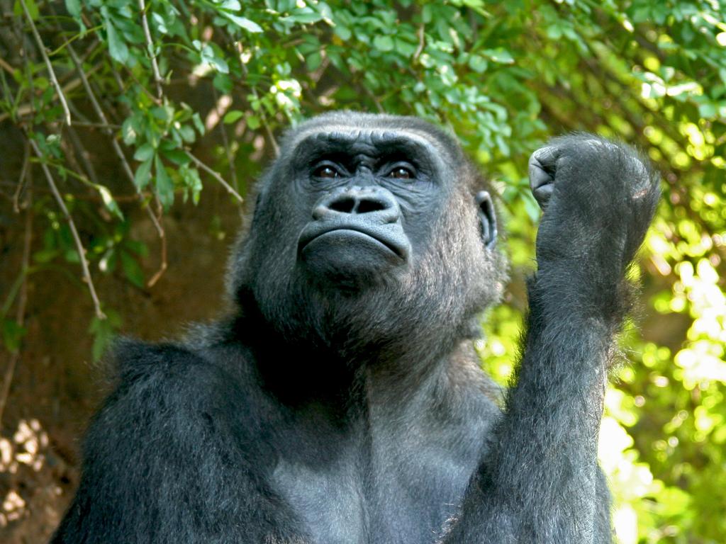 Ethical zoos Taronga Zoo, Monterey Bay Aquarium, Durrell Wildlife Camp