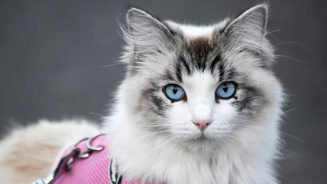 The student’s school was reportedly in support of her feline identity. Picture: iStock