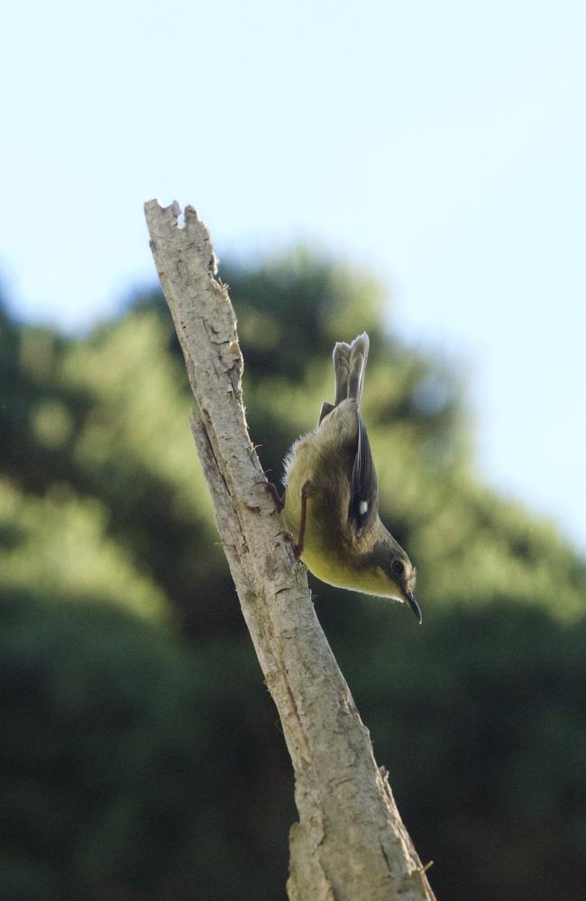 Endangered King Island scrubtits. The total population is estimated at fewer than 50 birds and without action the species could be extinct within decades. Picture: SUPPLIED