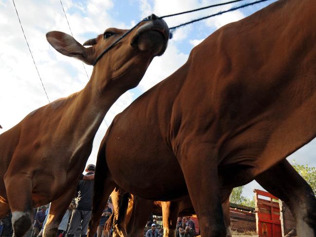 Cattle are lined up for sale at the Beringkit traditional market in Mengwi on Indonesia's resort island of Bali on June 12, 2011.  Australia on June 8 suspended all live cattle exports to Indonesia for up to six months after a public outcry following shocking images of mistreatment in slaughterhouses.  Indonesian President Susilo Bambang Yudhoyono on June 10 ordered an investigation of its own slaughterhouses, saying the country needed to find a swift solution to ensure meat supplies ahead of important Islamic holidays.