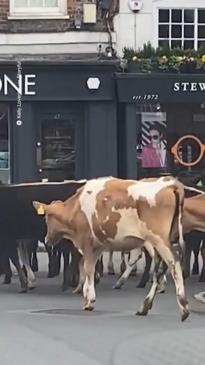 English town in Udder Chaos!