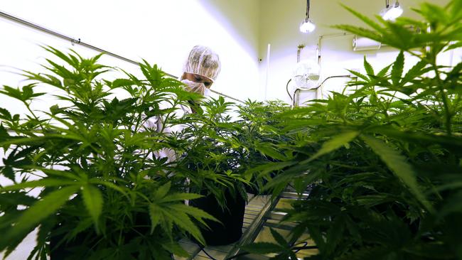 Doctors have been given new guidelines on how effective medical cannabis treatments are. Picture: AP Photo/ Eric Gay