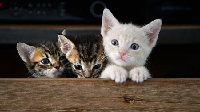 Three of the kittens looking for new homes.