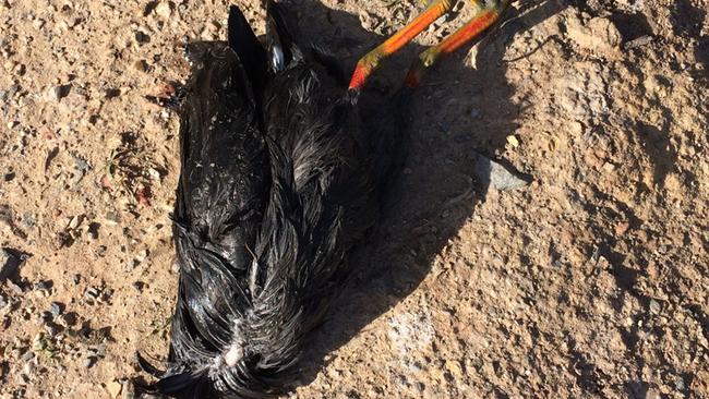 A dead black swan was spotted at Black Swan Lake. Photo: Supplied.