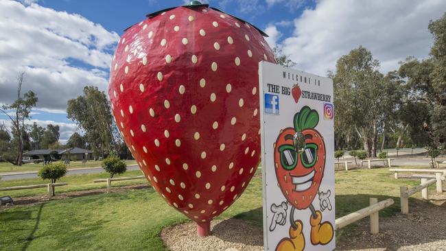 Big red fruit: The Big Strawberry is a family-run strawberry business with a cafe. Picture: Rob Leeson