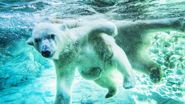 Polar Bear Mishka celebrates her 1st Birthday (Thursday 26th, April) with mum Liya at Sea World. Picture: NIGEL HALLETT