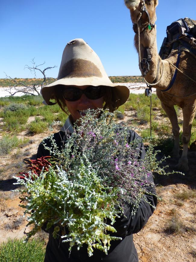 Jennifer Silcock holds a specimen of trichodesma zeylanicum (commonly known as camel bush) which was located at the Mooraberrie-Morney Plains boundary. Picture: Supplied