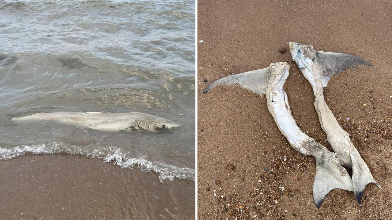 Weirdest items washing up on Qld beaches revealed I LIST | The Courier Mail