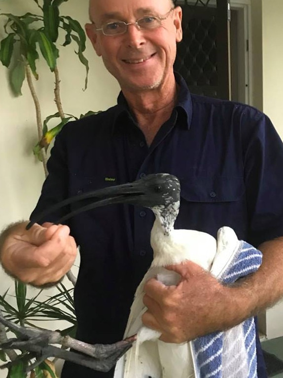 Rowley Goonan of Wild Bird Rescues Gold Coast has finally rescued an ibis after five weeks of stalking his elusive bird. Picture: Wild Bird Rescues Gold Coast