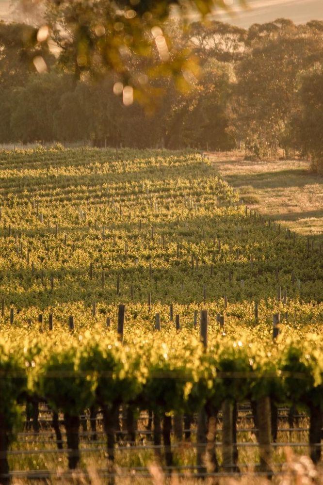 Barossa valley south deals australia