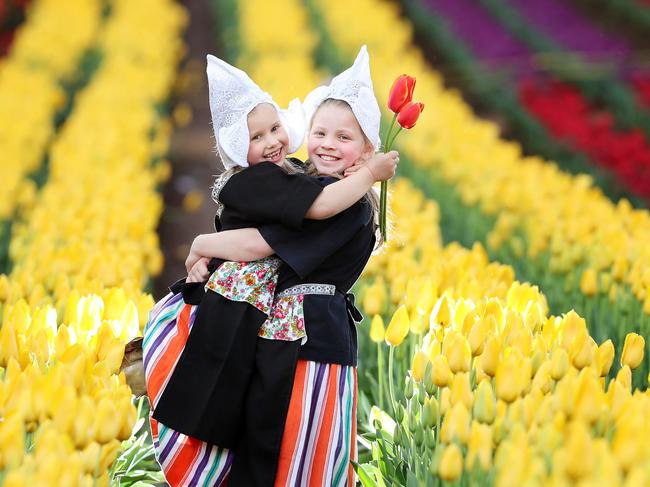 Tesselaar Tulip Festival 357 Monbulk Rd Silvan. Sisters Holly 5 and Lexi 9 soaking up all the stunning tulips surrounding them. Picture Rebecca Michael.