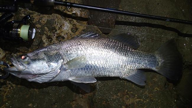 Barramundi caught on HRT Mad Minnow. For Hiro Nakamura column.