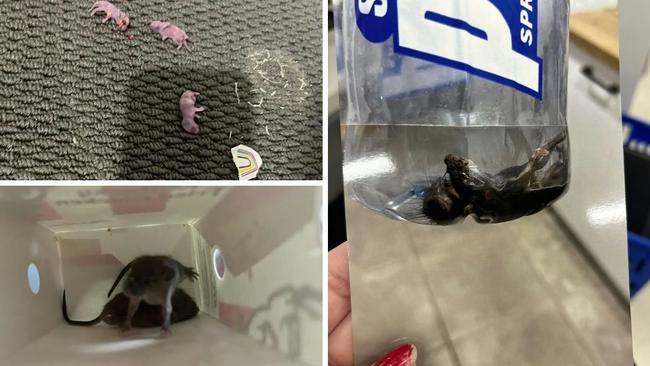 Images supplied about a rodent infestation in Caboolture. Photo: shitrentals.org