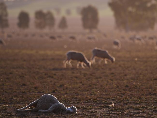 Animals have been perishing in the drought. Picture: AAP Image/Dean Lewins