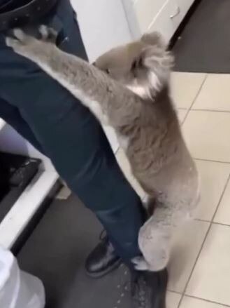 A koala clings to the leg of a Woodside servo worker.