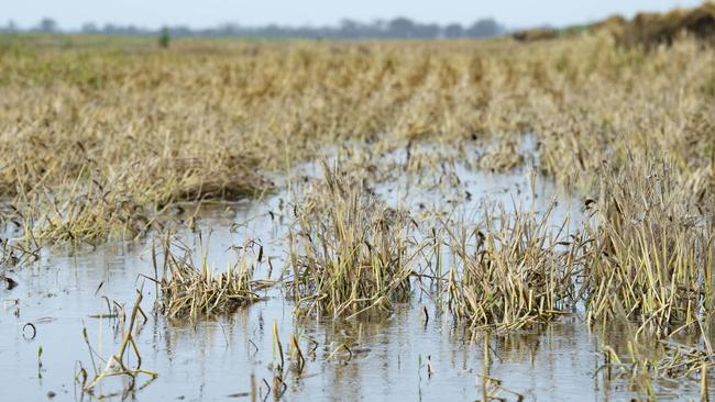 Harvest in Victoria will be set back months, with some farmers expected to still be working in February Picture: Zoe Phillips