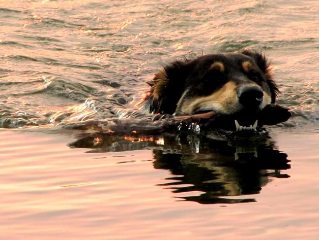In the swim: Jess the Kelpie, sent in by Brian and Lyn Gane, Seelands, NSW.