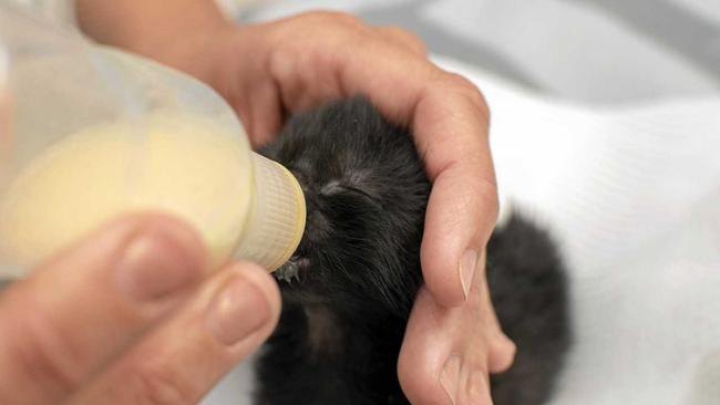 Macca, the one week-old kitten at feed time, after he was found dumped in a McDonalds bag in a toilet block at Gatton. Picture: ALI KUCHEL